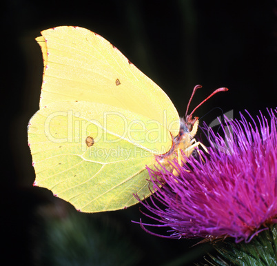 Brimstone Butterfly
