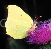 Brimstone Butterfly