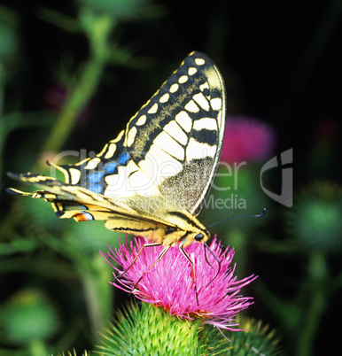 Swallowtail