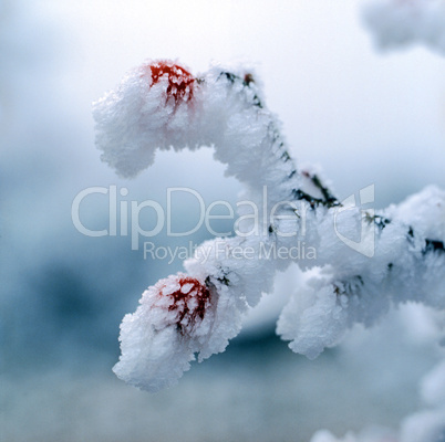 Hoarfrost on Rose Hip