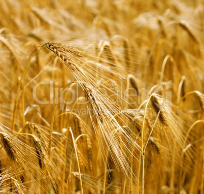 Barley Field