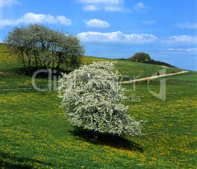 Fruit Tree Meadow
