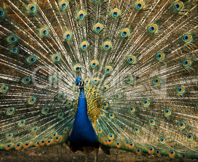 Peacock