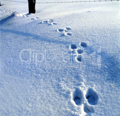 Footprint in the Snow