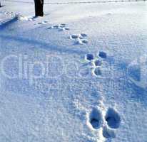 Footprint in the Snow