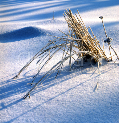 Grass in the Snow