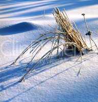 Grass in the Snow