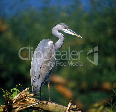 Grey Herons