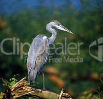 Grey Herons