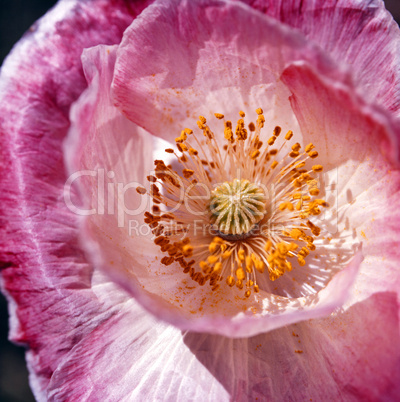 Poppy Blossom