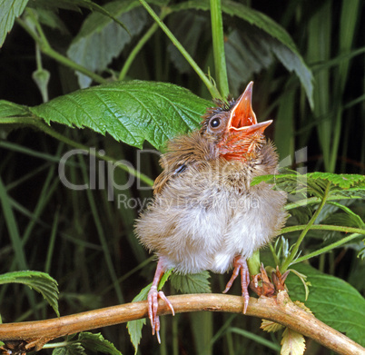 Young Blackcap