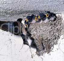 Swallow Nest