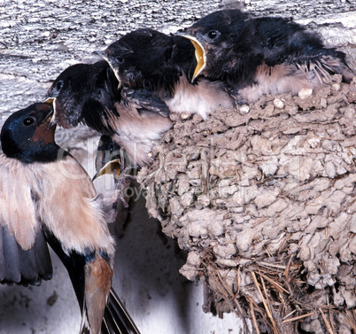 Swallow is feeding