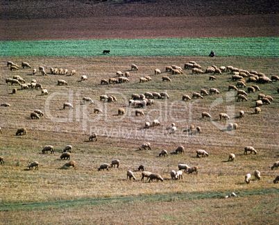 Flock of Sheep