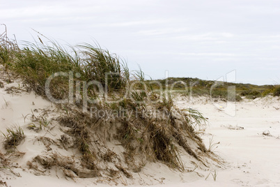 Beach dunes and grassland