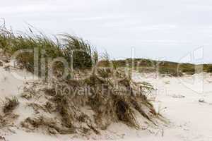 Beach dunes and grassland