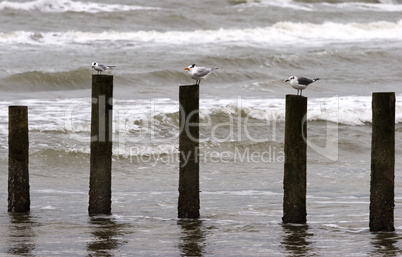 Sea birds on post in ocean