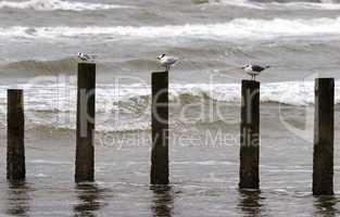 Sea birds on post in ocean