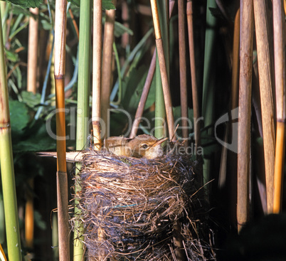 Eurasian Reed-Warbler