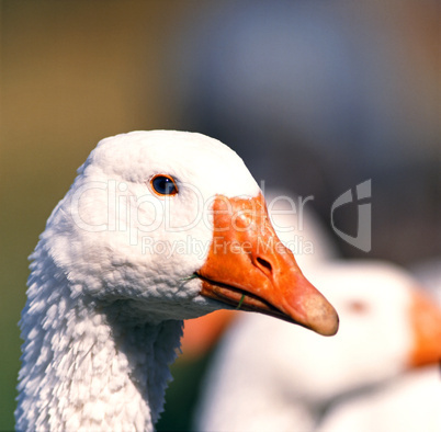 Goose