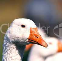 Goose