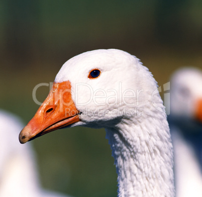 Goose