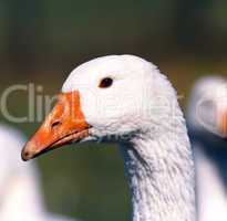 Goose