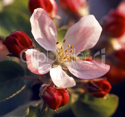 Apple Blossom