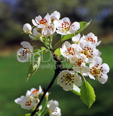 Apple Blossom