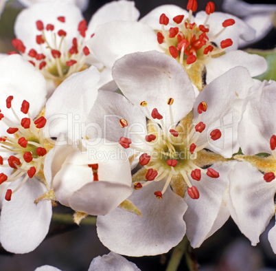 Apple Blossom