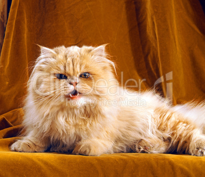 Cat Cat