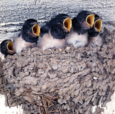 Barn Swallow