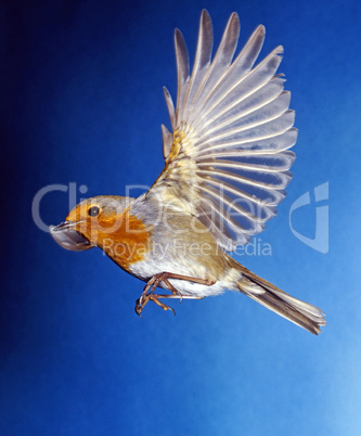 Robin in Flight