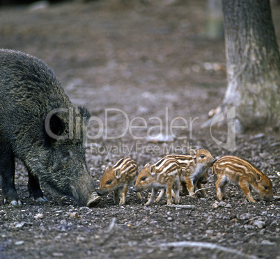 Wild Boar