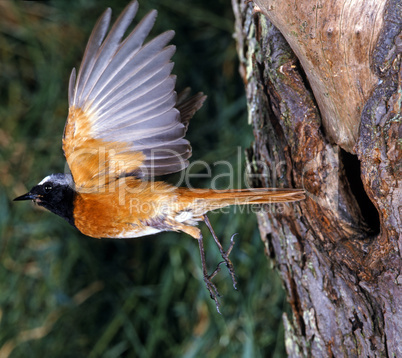 Common Redstart