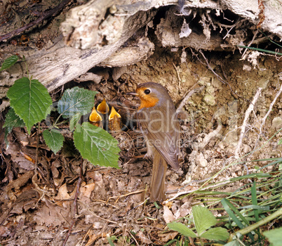 Robin at his Nest