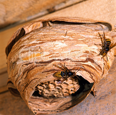 Hornets Nest