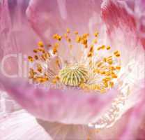 Poppy Blossom