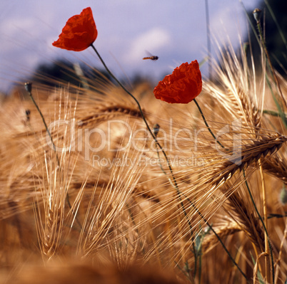 Red Poppy