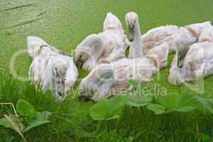 Young Mute Swans