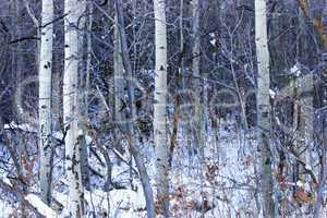 Quaken Aspen Thicket in Snow