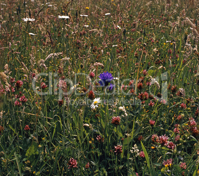 Grassland Grassland