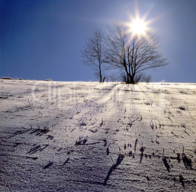 Winter Morning