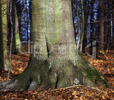 Beech