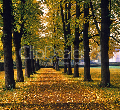 Alley in Autumn