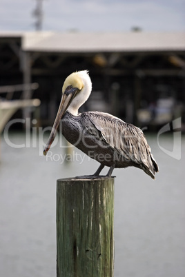 Pelican watching at Marina