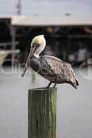 Pelican watching at Marina