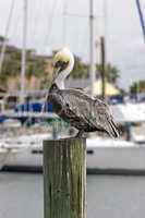 Pelican in front of sailboat