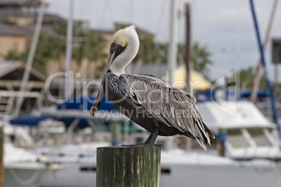 Peican at Port Aransas at Marina