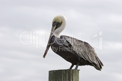 Pelican on post at coast